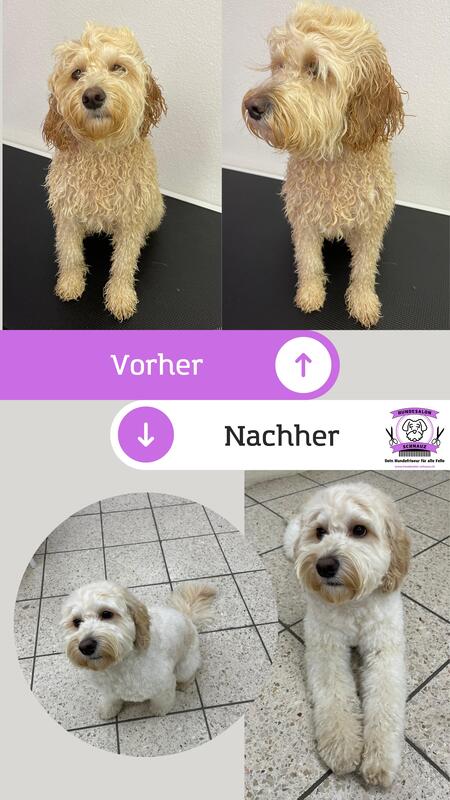 Hundefellpflege mit Liebe - Erfahrene Hundecoiffeuse