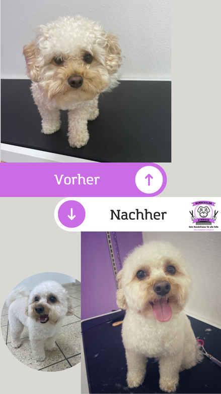 BildHundekosmetik Baselland - Hygieneschur - Haarschnitt für den Hund