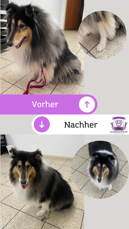 BildHundekosmetik Baselland - Hygieneschur - Haarschnitt für den Hund