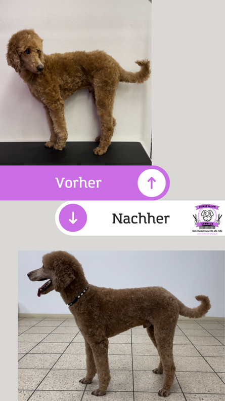 BildHundekosmetik Baselland - Hygieneschur - Haarschnitt für den Hund
