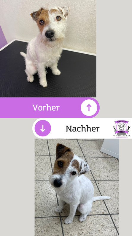 Hundekosmetik Baselland - Hygieneschur - Haarschnitt für den HundBild