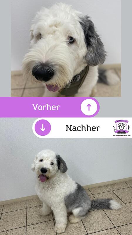 Hundefellpflege mit Liebe - Erfahrene HundecoiffeuseBild