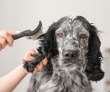 Dienstleistungen eines Hundesalons in meiner Nähe | BasellandPicture